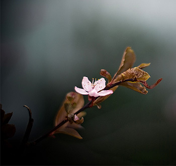 攻击网站在线工具